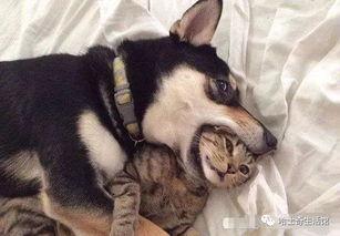 狗子的最新爆料视频下载,幕后真相大起底！